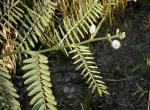 : - Mimosa pigra