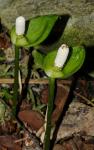 : - Nephthytis poissonii