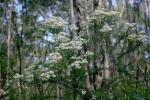 : - Ozothamnus diosmifolius