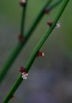 : - Amperea xiphoclada