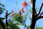 :-Calliandra houstoniana var. calothyrsus