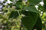 : - Clerodendrum villosum