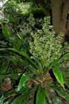 : - Dracaena aletriformis
