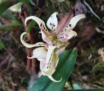 : - Prosthechea prismatocarpa