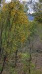 : - Jacksonia scoparia