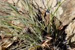 : - Patersonia sericea var. longifolia