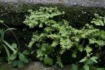 : - Pilea microphylla