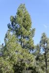 : - Pinus canariensis