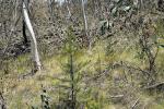 Monterey-Kiefer - Pinus radiata