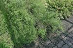 : - Pogonatherum paniceum
