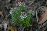 : - Poranthera ericifolia