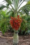 : - Pseudophoenix sargentii