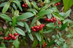 : - Pyracantha crenulata