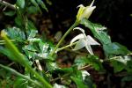 : - Rosenbergiodendron formosum