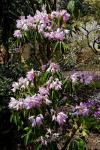 : - Rhododendron moulmainense