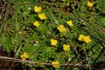 : - Ludwigia sedioides