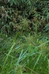 Goldgelbes Schnabelried - Rhynchospora corymbosa