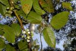 : - Rubus nebulosus