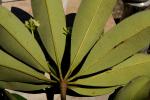 Teufelsbaum - Alstonia scholaris