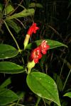 : - Aeschynanthus siphonanthus