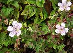: - Geranium guatemalense