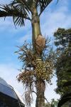 : - Chambeyronia macrocarpa