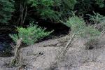 : - Elaeocarpus angustifolius