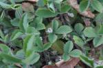 Chile-Erdbeere - Fragaria chiloensis