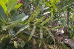 : - Hemistachyum brooksii