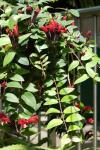 : - Aeschynanthus pulcher