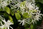 Chinesischer Schneeflockenstrauch - Chionanthus retusus