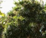 Gerandeter Drachenbaum - Dracaena marginata