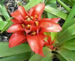 : - Guzmania lingulata