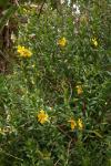Sinicuichi - Heimia salicifolia