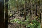 Zimt-Myrthe - Backhousia myrtifolia