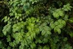 Gewöhnlicher Buchsbaum - Buxus sempervirens
