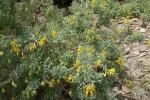 : - Cleome isomeris