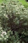 : - Eriogonum arborescens