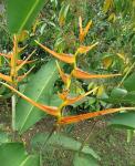 :-Heliconia latispatha