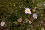 : - Olearia adenophora