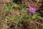 : - Osbeckia chinensis