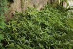 : - Pollia crispata