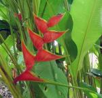 : - Heliconia stricta