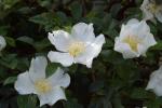 Cherokee-Rose - Rosa laevigata