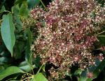 : - Heptapleurum ellipticum
