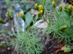 Fieder-Zwergsamtblume - Schkuhria pinnata