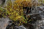 Scharfer Mauerpfeffer - Sedum acre
