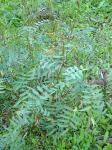 : - Senna barclayana