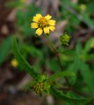 : - Sigesbeckia australiensis