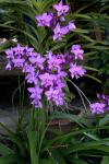 : - Spathoglottis plicata